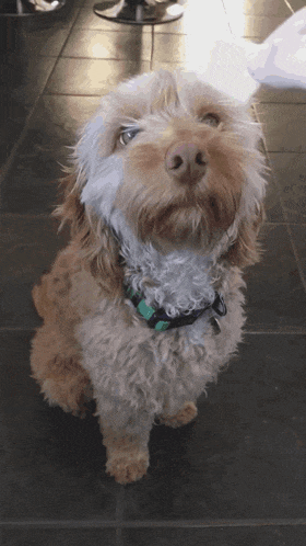 a small brown and white dog with a green collar is looking up