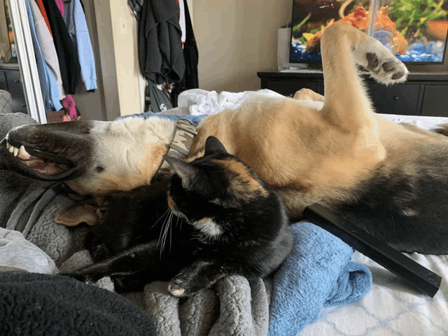 a dog and a cat laying on a bed with a tv in the background