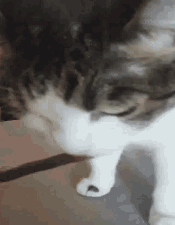 Hungry Cat GIF - Hungry Cat Eating Cat GIFs