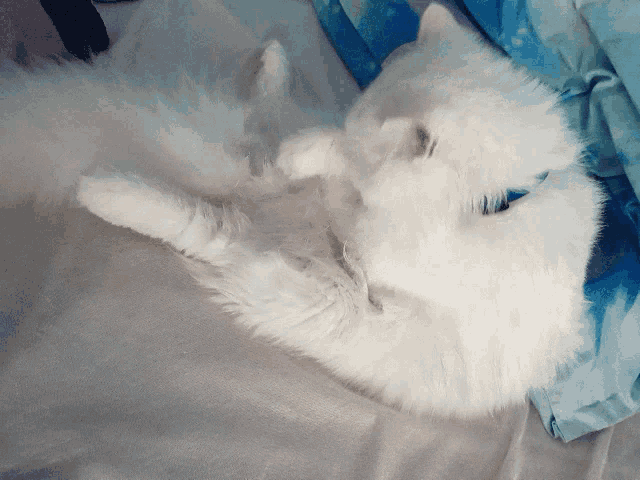 a white cat is laying on its back on a bed with a blue blanket