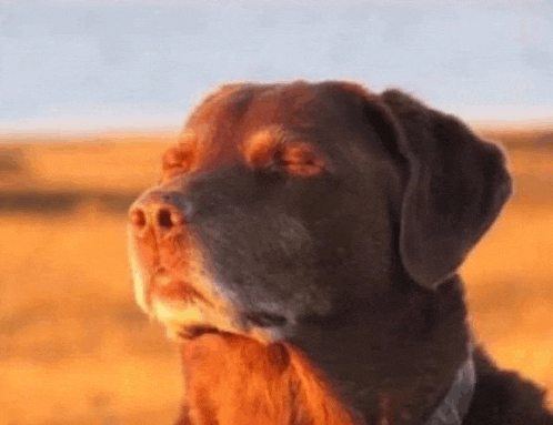 a close up of a dog 's face with its eyes closed in a field .