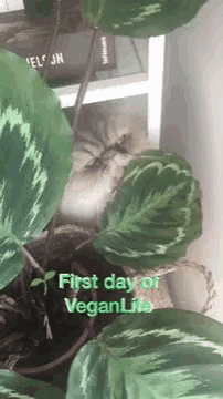 a cat is sitting in a potted plant with the words first day of veganlife written on the bottom