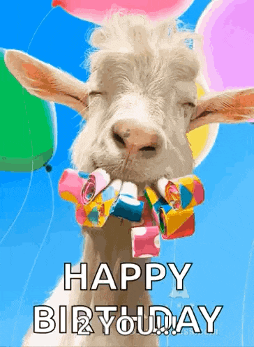 a goat with balloons and party horns in its mouth