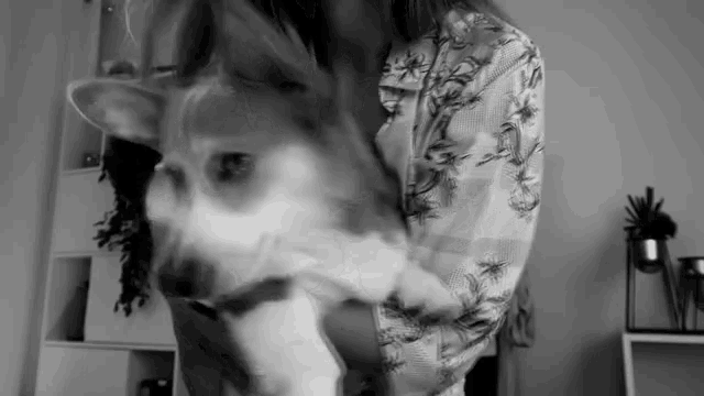 Dog Dog Dance GIF - Dog Dog Dance Dog On Lap GIFs