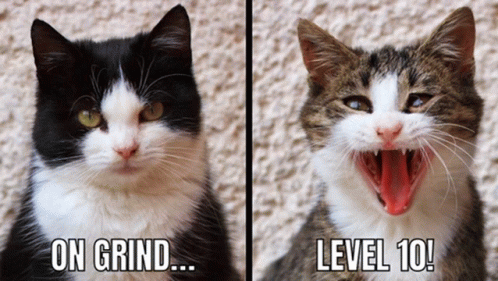 Cats Grinding GIF - Cats Grinding Level GIFs