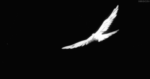 a white bird is flying in the dark sky .