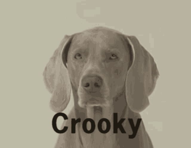 a dog named crooky looks at the camera