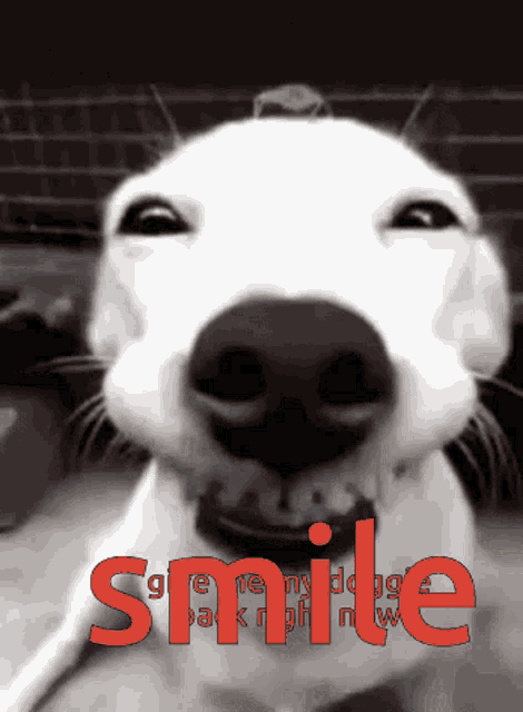 a picture of a dog with the word smile in red letters