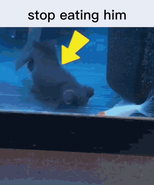 a picture of a fish with a yellow arrow pointing to it and the words stop eating him