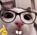 Plink Nerd GIF - Plink Nerd Cat GIFs