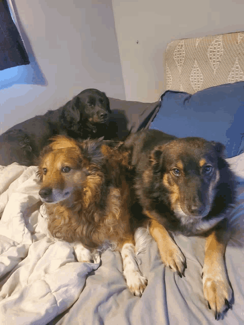 three dogs are laying on a bed with blankets