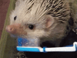 a hedgehog is brushing its teeth with a toothbrush