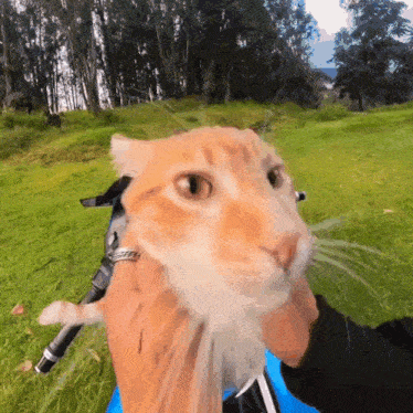 a close up of a person holding a cat in their hand