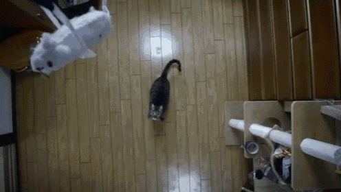 Nya-suke The High Jumping Cat GIF - Nya Suke Cat Jumps GIFs