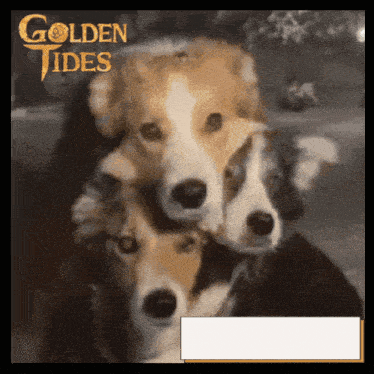 a picture of three dogs with the words golden tides on the top