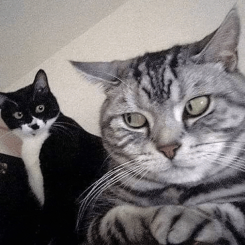 a black and white cat is sitting next to a striped cat .