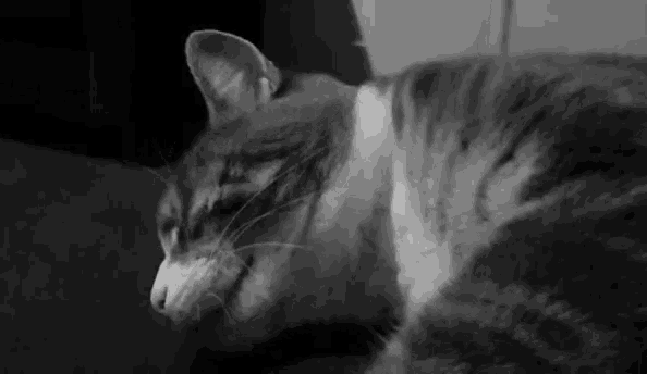 a close up of a cat 's face in a black and white photo