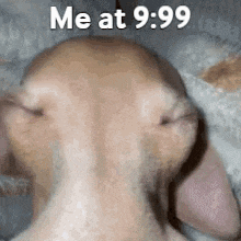 a close up of a dog 's face with the words `` me at 9.99 '' written above it .