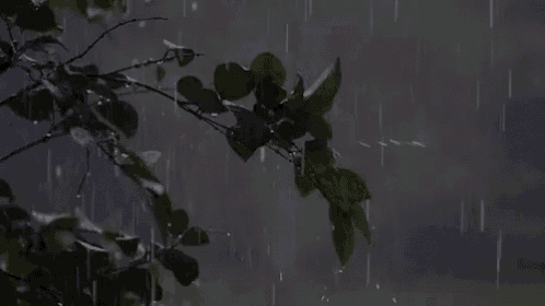 a tree branch in the rain at night