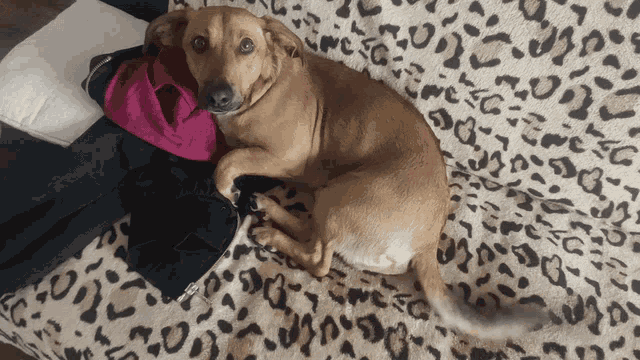 a small brown dog laying on a leopard print blanket
