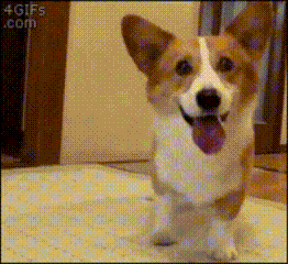 a brown and white dog with a purple tongue is standing on a carpet with the website 4gifs.com in the corner