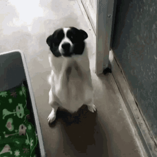 Ayso Dog GIF - Ayso Dog Attention GIFs