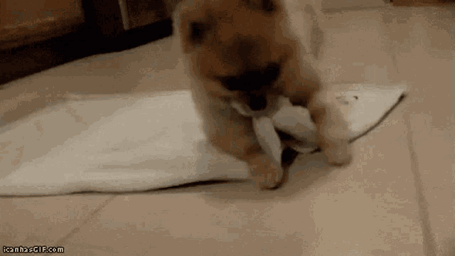 a small dog is playing with a piece of paper on the floor .