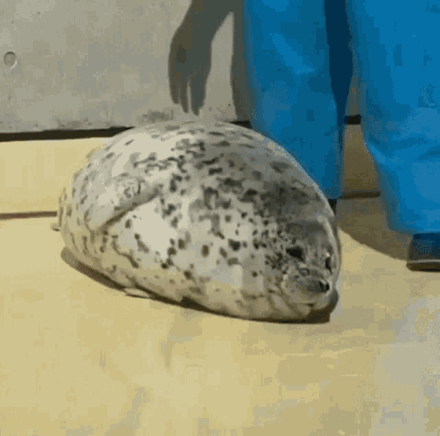 Fat Seal GIF - Fat Seal GIFs