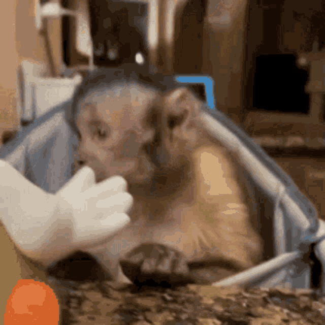 a monkey is being fed by a person wearing white gloves .