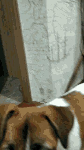 a brown and white dog is standing in front of a marble wall