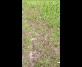 a black dog is standing in the grass near a road .