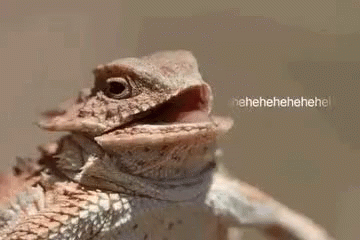 Hehe Chameleon GIF - Hehe Chameleon Lizard GIFs