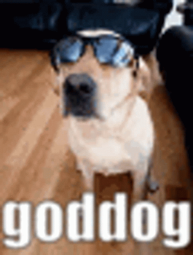 Goddog Cool GIF