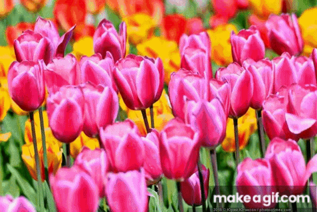 a bunch of pink and yellow flowers with a make a gif.com watermark