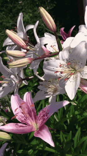 a bunch of white and pink flowers are growing together