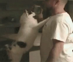 Cat Kiss Me GIF - Cat Kiss Me Slap GIFs