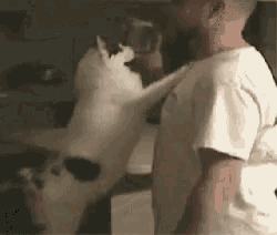 a cat is standing on its hind legs next to a man