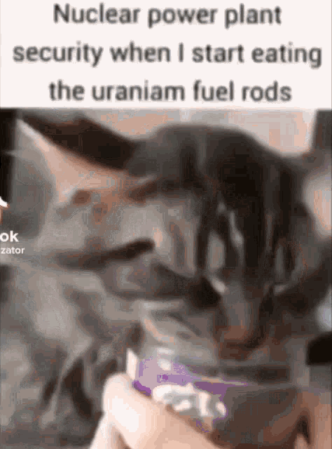 Cat Funny Cat GIF - Cat Funny Cat Funny Cat Memes GIFs