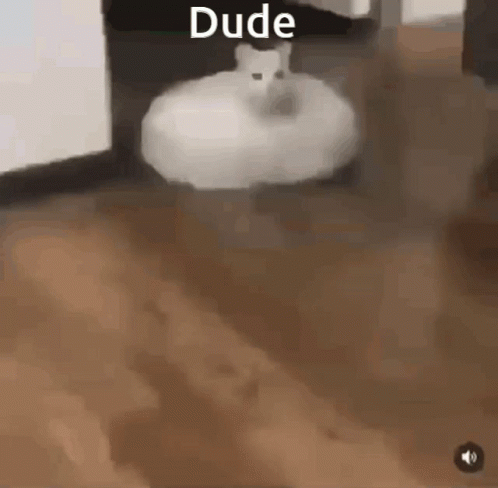 Cat Vacuum GIF - Cat Vacuum GIFs