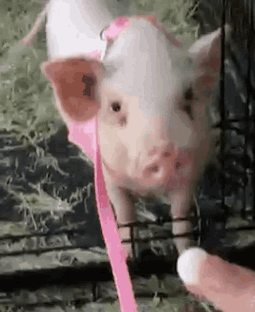 Piggy Cute GIF - Piggy Pig Cute GIFs