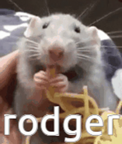 Rodger Rat GIF - Rodger Rat Rodger The Rat GIFs