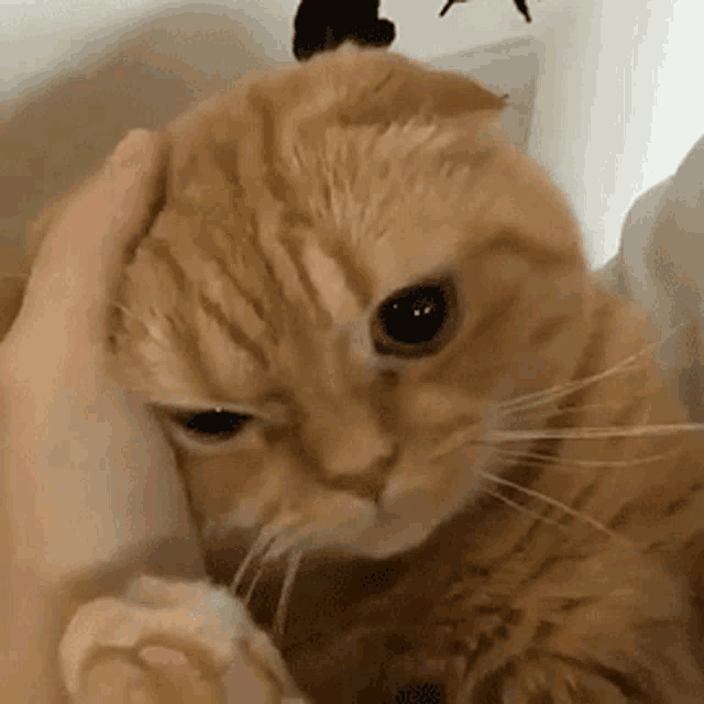 a close up of a person petting a cat 's face .