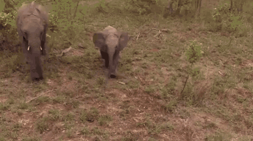 Elephants Baby Elephant GIF - Elephants Baby Elephant Wave GIFs