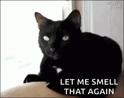 Let Me Smell That Again Cats GIF - Let Me Smell That Again Cats Barf GIFs
