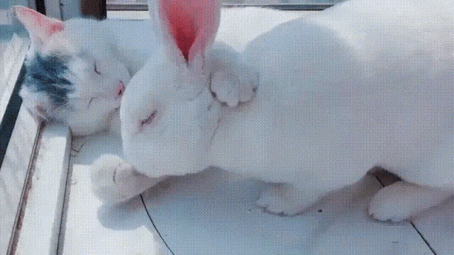 Cat Rabbit GIF - Cat Rabbit Cuddle GIFs