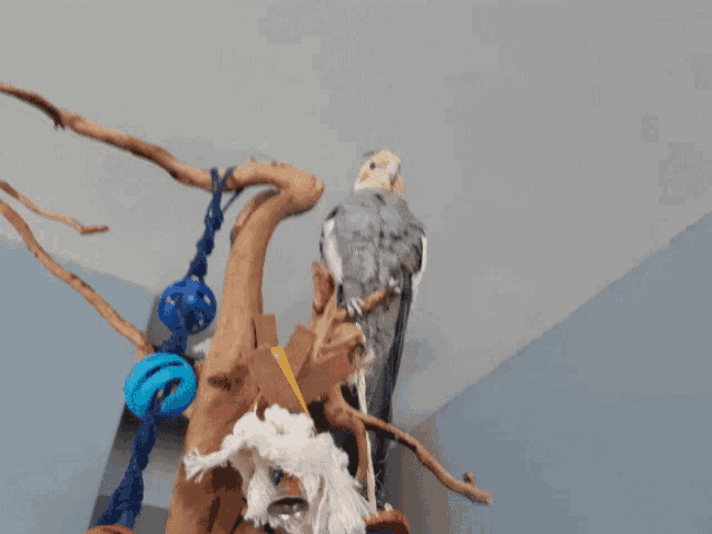 a bird perched on a tree branch with a blue toy in the background