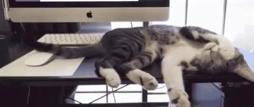 Cats Lazy GIF - Cats Lazy Sleep GIFs