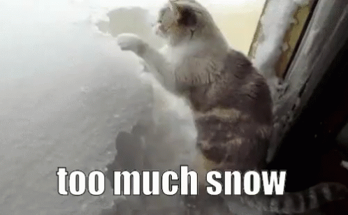 Too Much Snow GIF - Too Much Snow Snow Cat GIFs