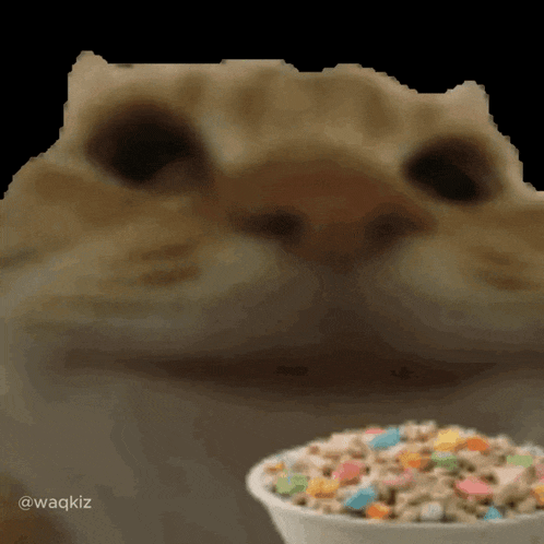 Cat Cat Eating GIF - Cat Cat Eating Cat Eating Cereal GIFs