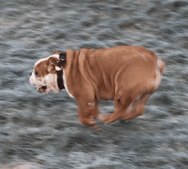a brown and white bulldog wearing a black collar and a yellow tag